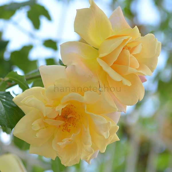 バラ イースリーズ ゴールデン ランブラー｜花の手帖の薔薇図鑑