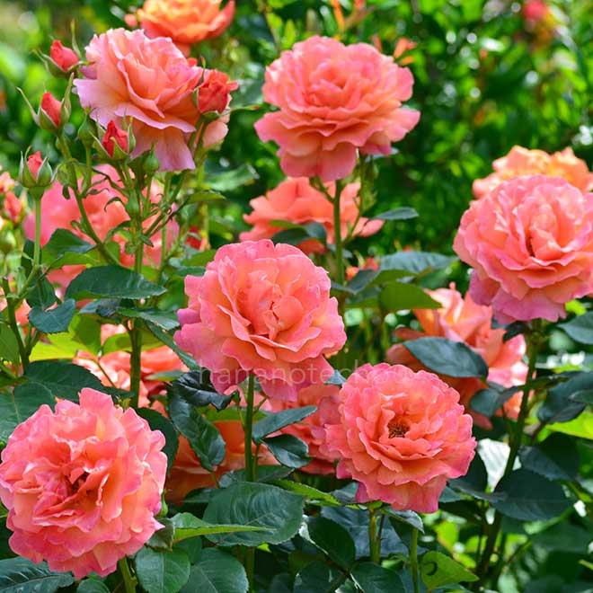 バラ イージータイム｜花の手帖の薔薇図鑑