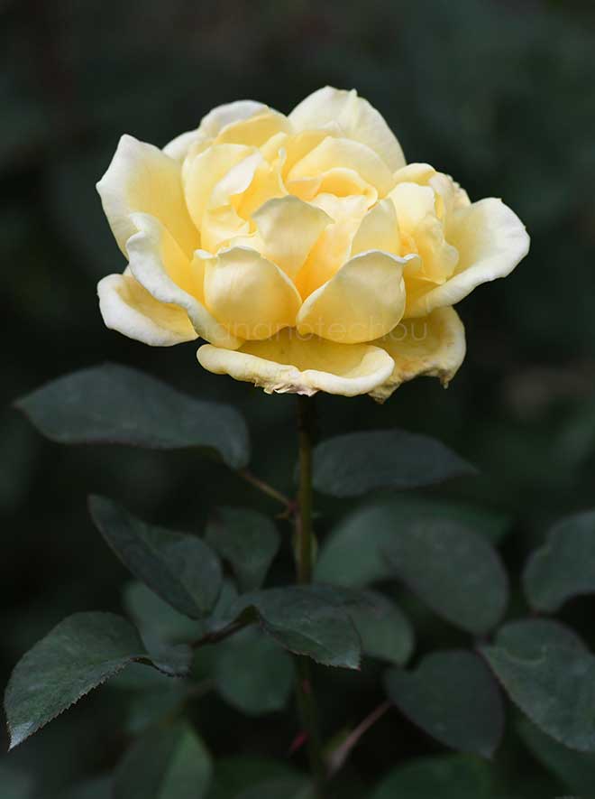 バラ エクリプス｜花の手帖の薔薇図鑑