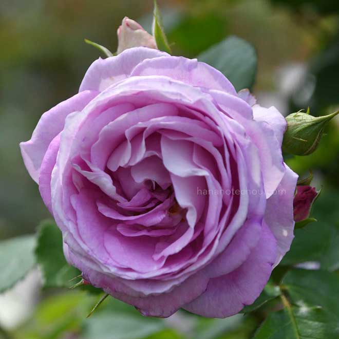 バラ エーデルシュタイン｜花の手帖の薔薇図鑑