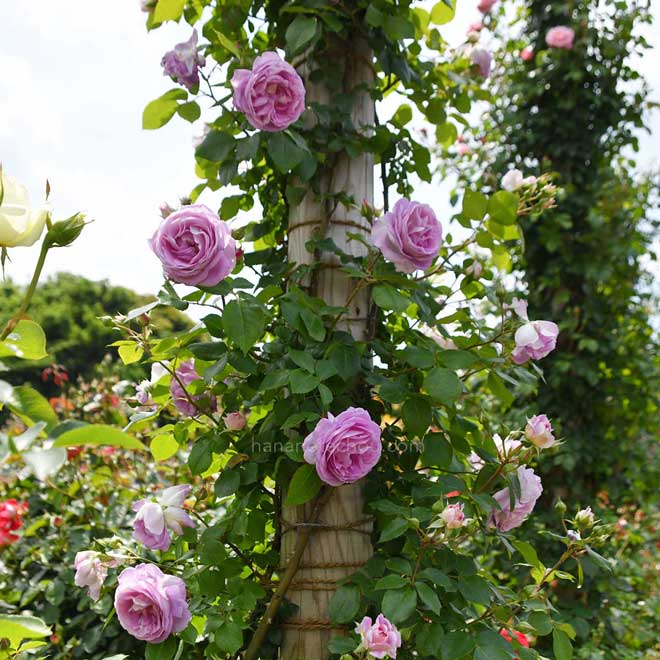 バラ エーデルシュタイン｜花の手帖の薔薇図鑑