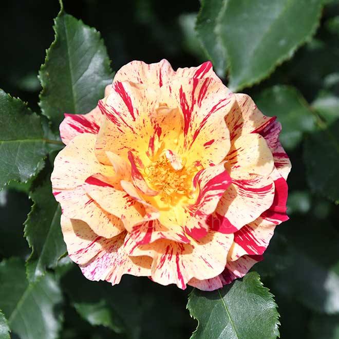 バラ エドガー ドガ｜花の手帖の薔薇図鑑