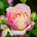 バラ エドゥアールマネ｜花の手帖の薔薇図鑑