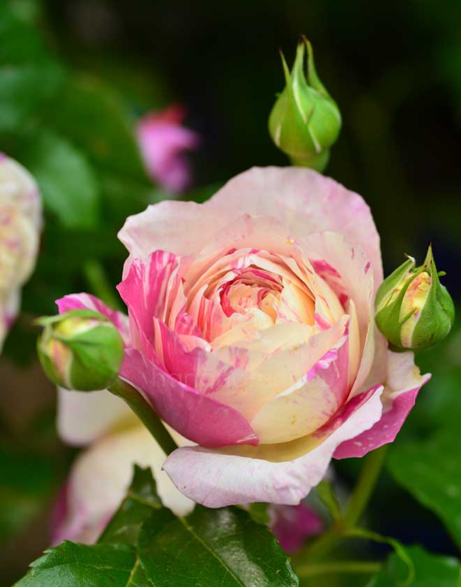 バラ エドゥアール マネ｜花の手帖の薔薇図鑑