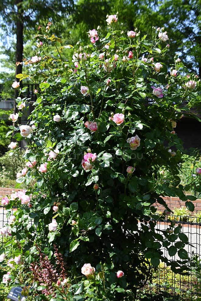 バラ エドゥアール マネ｜花の手帖の薔薇図鑑