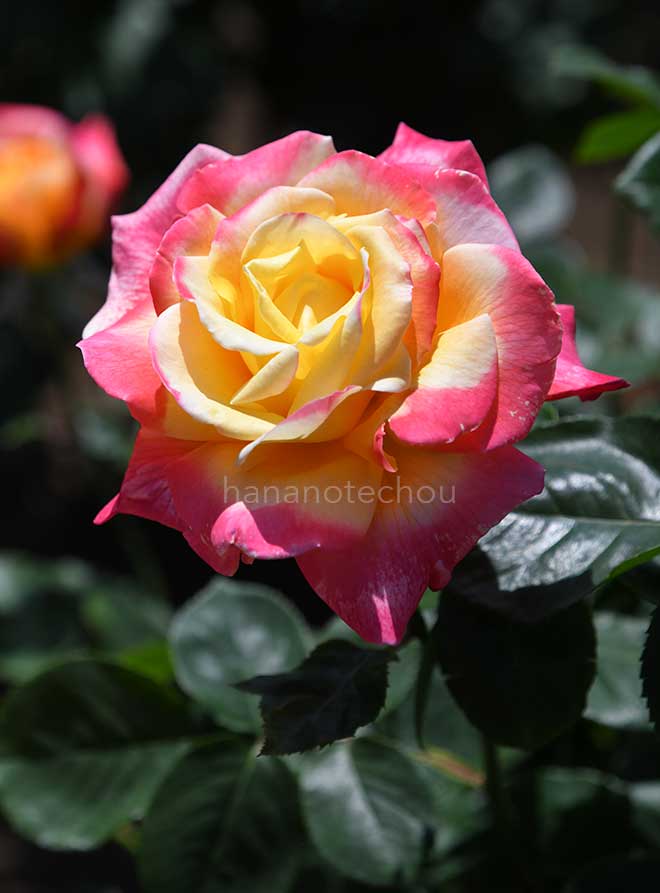 バラ 栄光｜花の手帖の薔薇図鑑