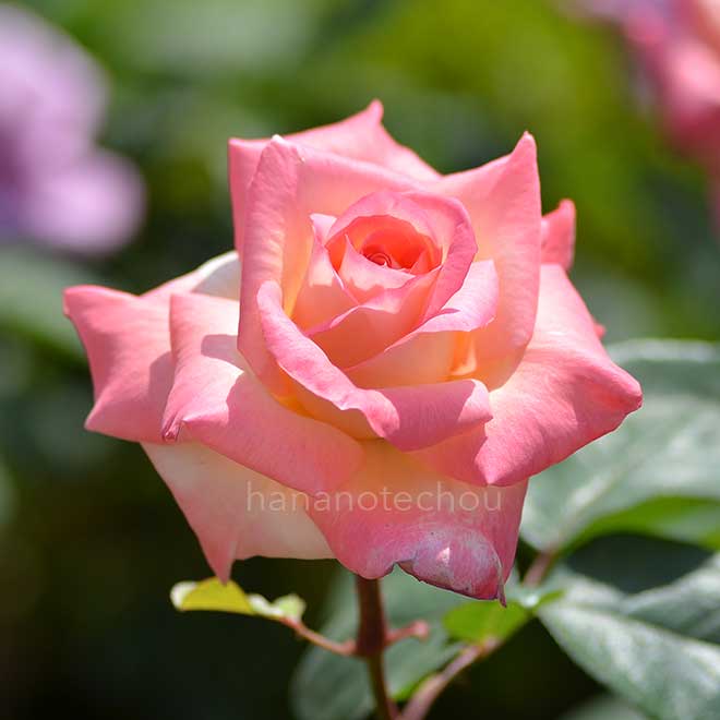 バラ エレガントレディ｜花の手帖の薔薇図鑑