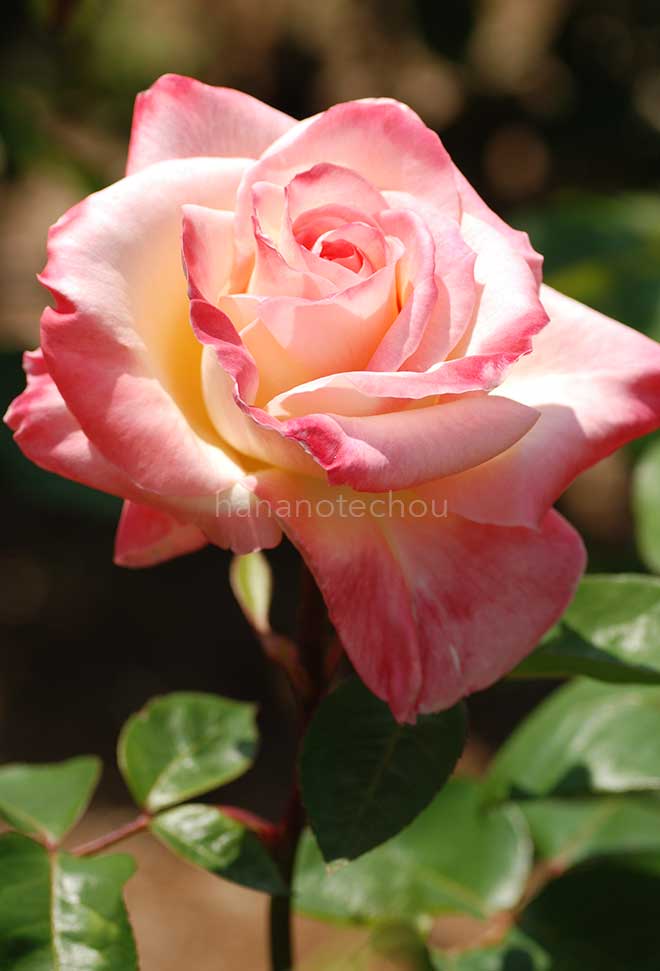 バラ エレガントレディ｜花の手帖の薔薇図鑑