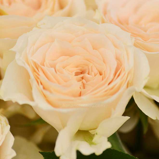 バラ エレガントクイーン｜花の手帖の薔薇図鑑