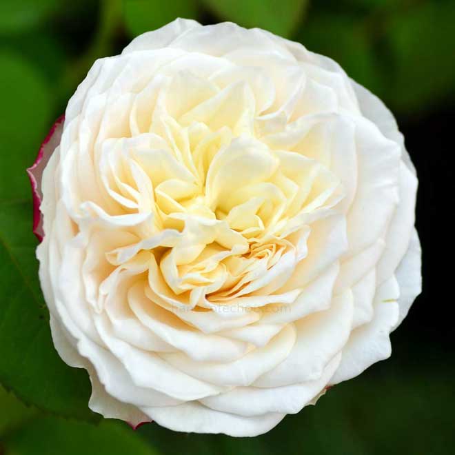 バラ エリアーヌジレ｜花の手帖の薔薇図鑑