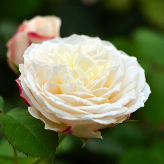 バラ エリアーヌジレ｜花の手帖の薔薇図鑑