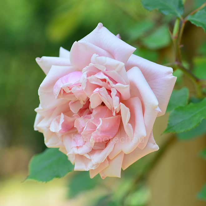 バラ エリー ボービアン｜花の手帖の薔薇図鑑