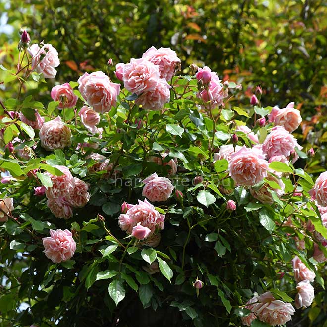バラ エリー ボービアン｜花の手帖の薔薇図鑑