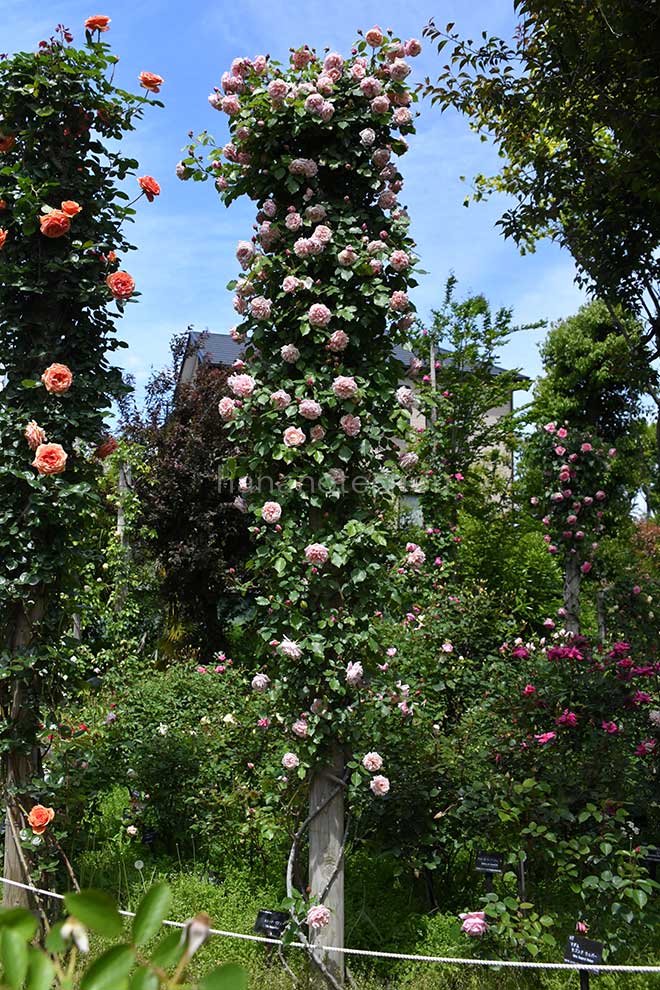 バラ エリー ボービアン｜花の手帖の薔薇図鑑