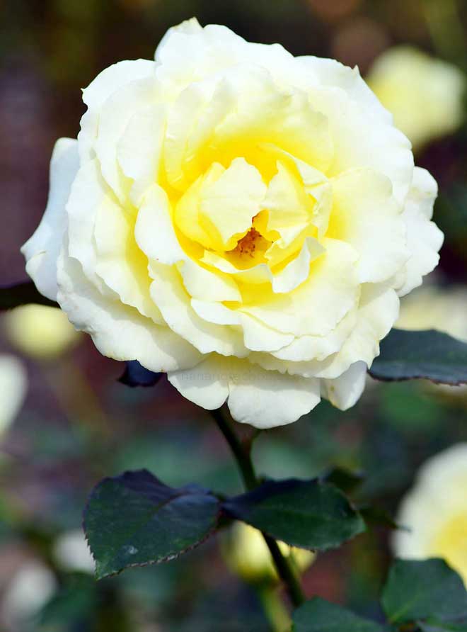 バラ エリナ｜花の手帖の薔薇図鑑