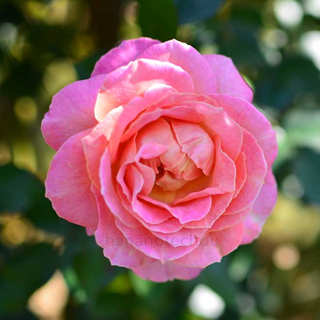 バラ エル｜花の手帖の薔薇図鑑