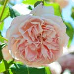 バラ エマニュエル｜花の手帖の薔薇図鑑