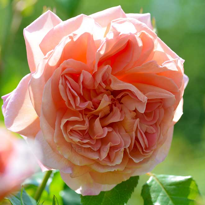 バラ エマニュエル｜花の手帖の薔薇図鑑