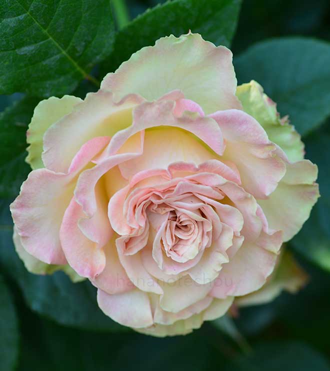 バラ エメラルド アイル｜花の手帖の薔薇図鑑