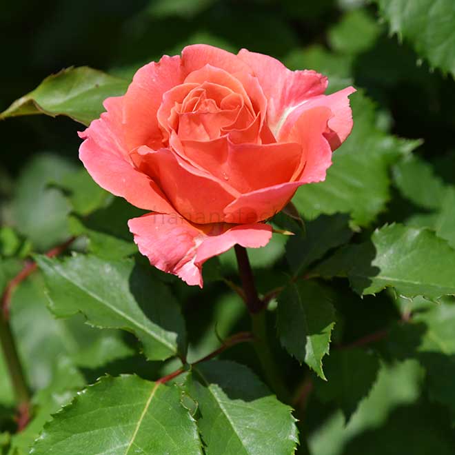 バラ エミリアンギヨー｜花の手帖の薔薇図鑑