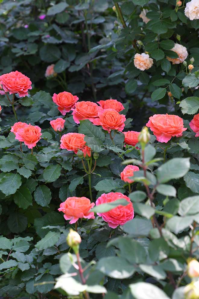 バラ エミリアンギヨー｜花の手帖の薔薇図鑑