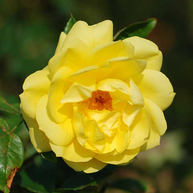 バラ エミール ノルデ｜花の手帖の薔薇図鑑