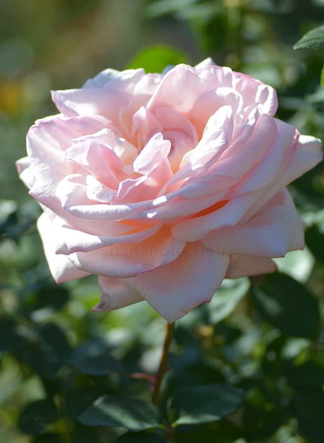 バラ エミリー｜花の手帖の薔薇図鑑