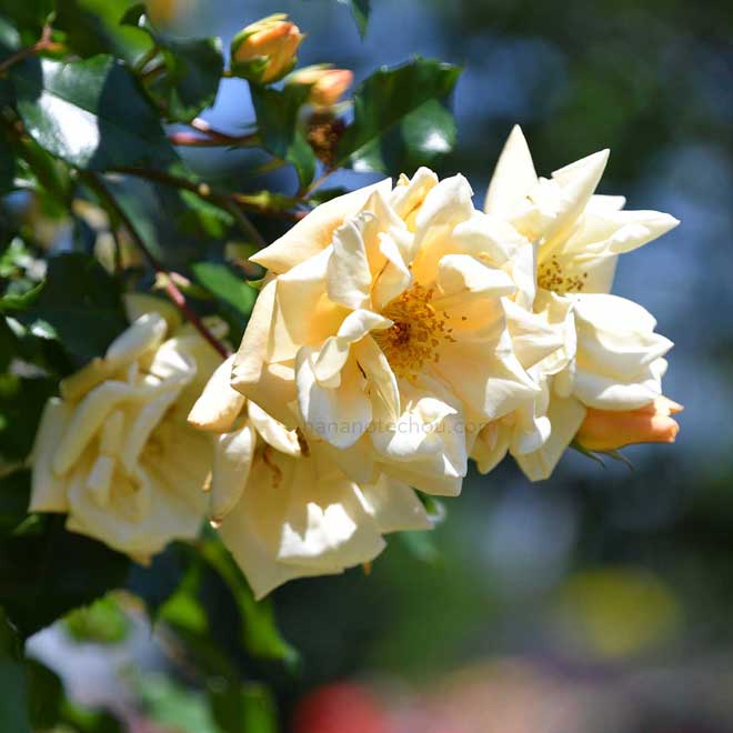 バラ エミリー グレイ｜花の手帖の薔薇図鑑