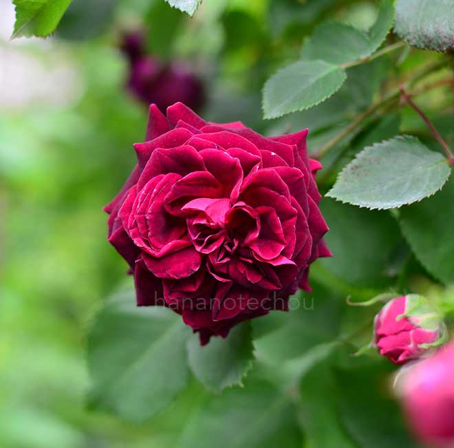 バラ アンプルール ド マロック｜花の手帖の薔薇図鑑