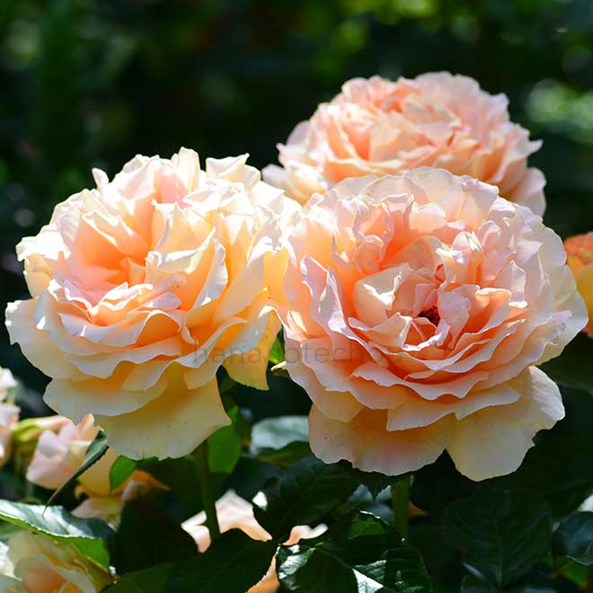 バラ エンプレス ミチコ｜花の手帖の薔薇図鑑