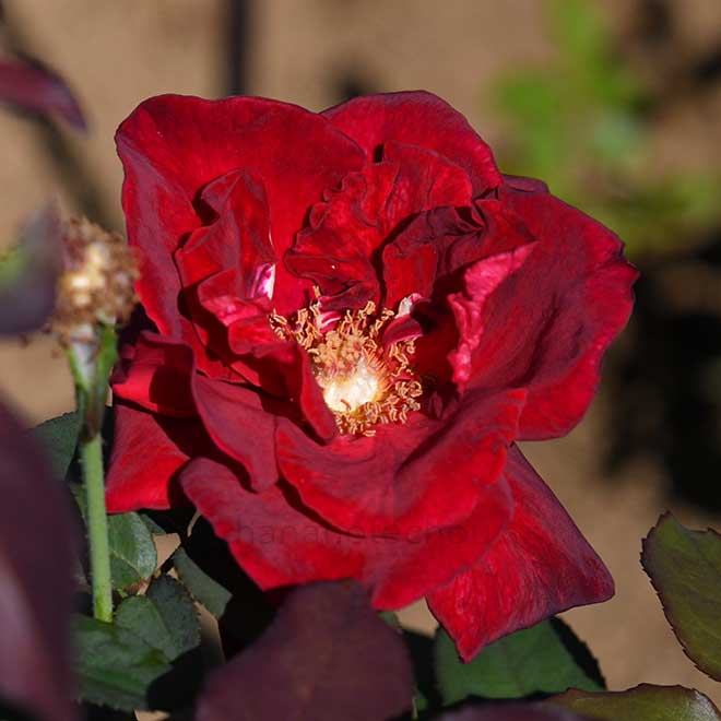 バラ エナ ハークネス
｜花の手帖の薔薇図鑑