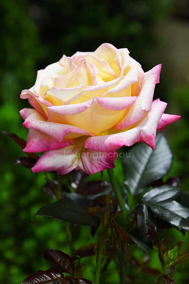 バラ エンチャンティッドピース｜花の手帖の薔薇図鑑