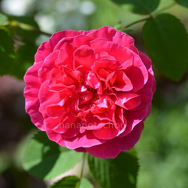 バラ ｜花の手帖の薔薇図鑑