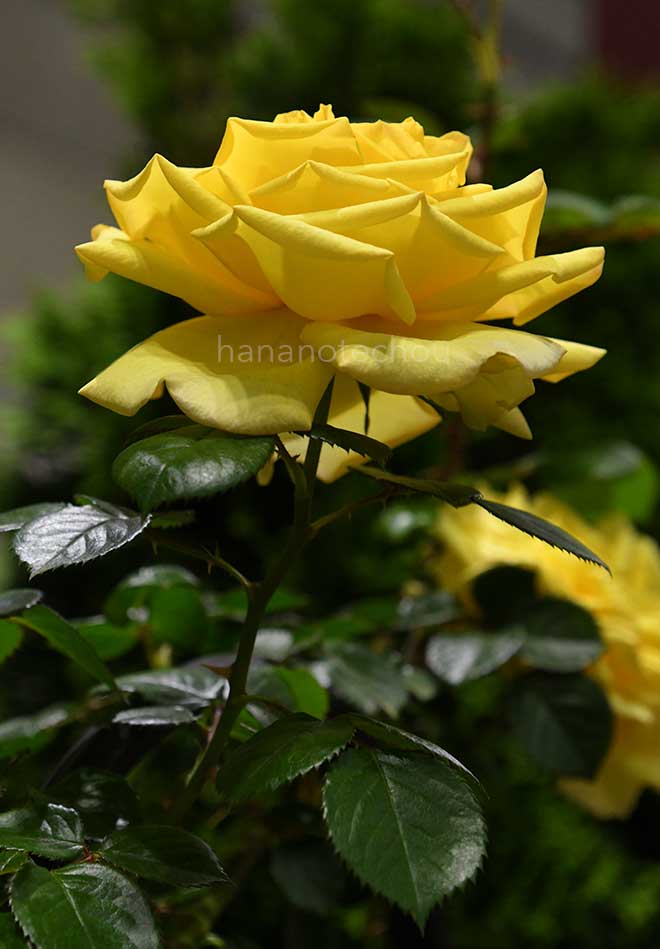 バラ アンソレイユ｜花の手帖の薔薇図鑑