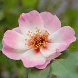 バラ エリドゥ バビロン｜花の手帖の薔薇図鑑