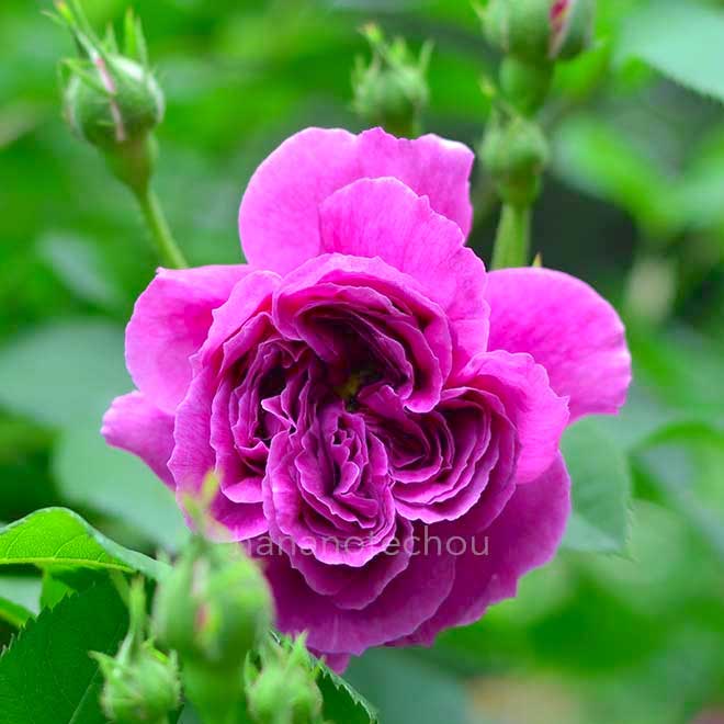 バラ ｜花の手帖の薔薇図鑑