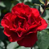 バラ エロティカ｜花の手帖の薔薇図鑑