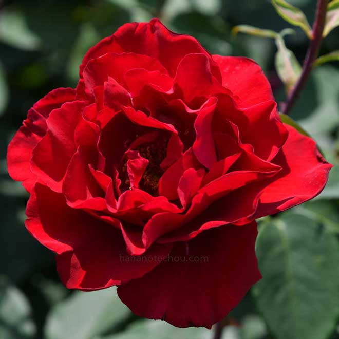 バラ エロティカ｜花の手帖の薔薇図鑑