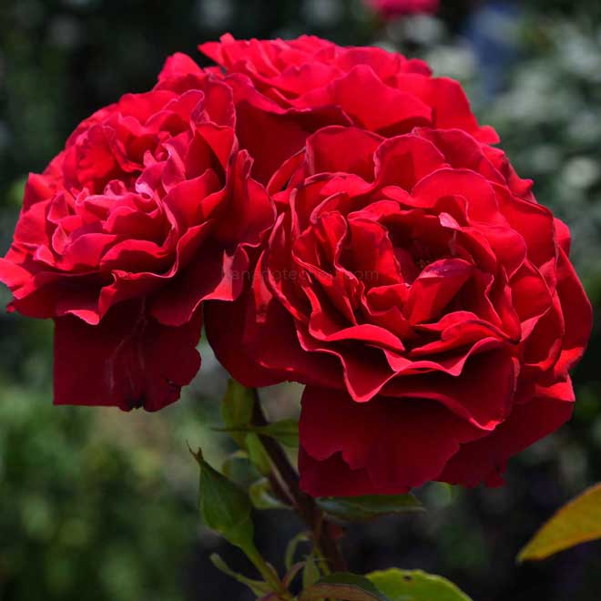 バラ エロティカ｜花の手帖の薔薇図鑑