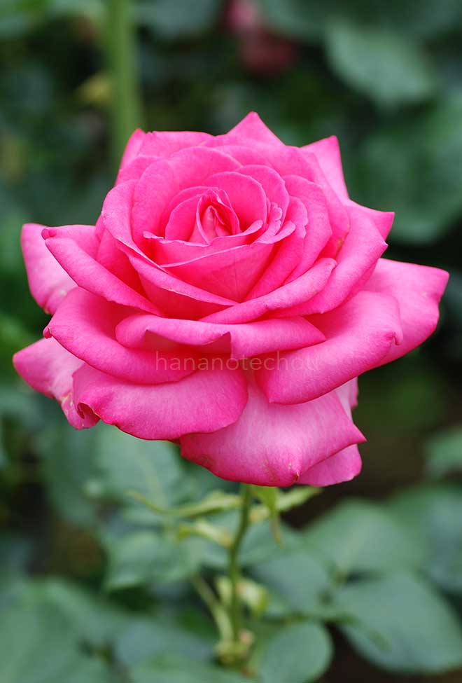 バラ エスメラルダ｜花の手帖の薔薇図鑑