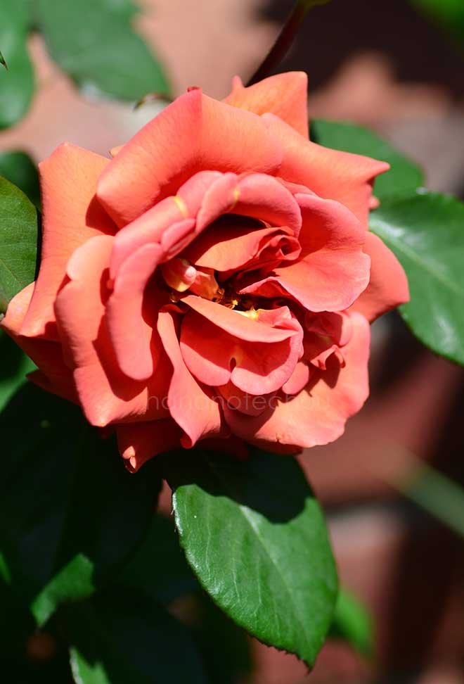 バラ エスプレッソ｜花の手帖の薔薇図鑑