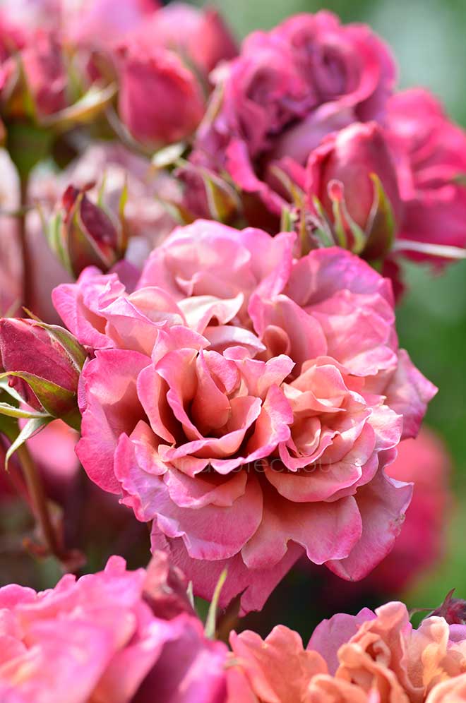 バラ エスプレッソ｜花の手帖の薔薇図鑑