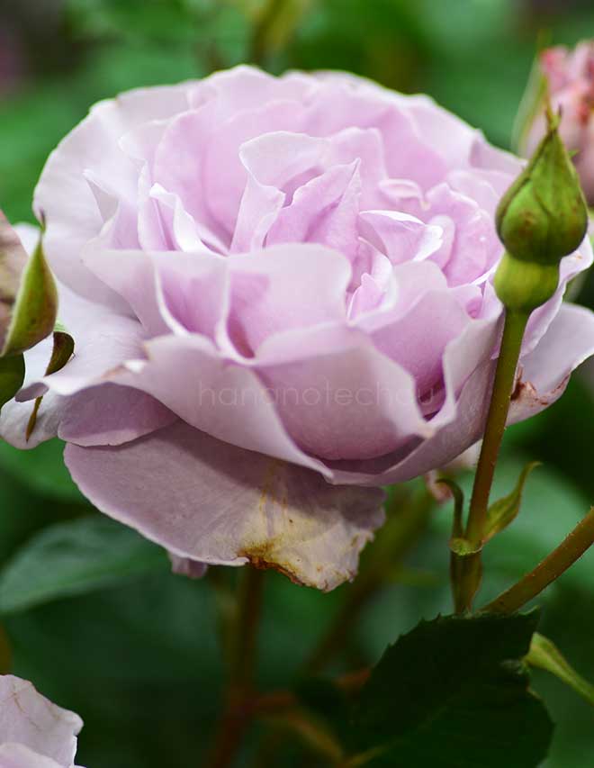 バラ エターナル｜花の手帖の薔薇図鑑