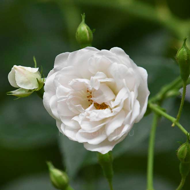 バラ エゼル｜花の手帖の薔薇図鑑
