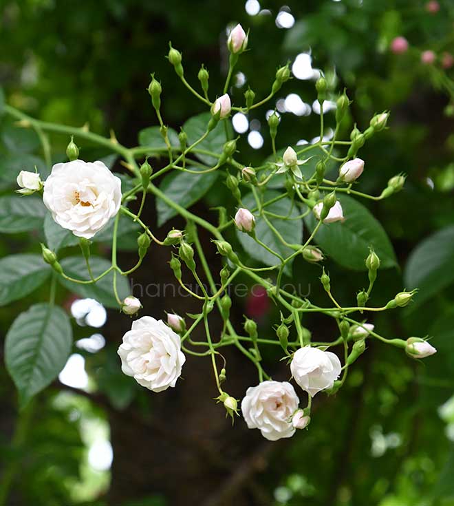 バラ エゼル｜花の手帖の薔薇図鑑