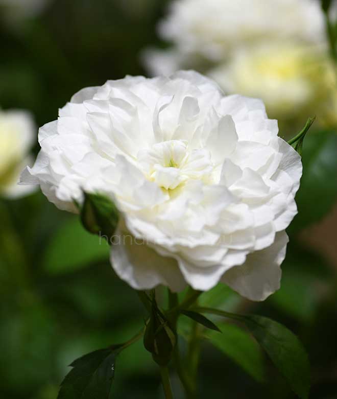 バラ エトワール ブラン｜花の手帖の薔薇図鑑