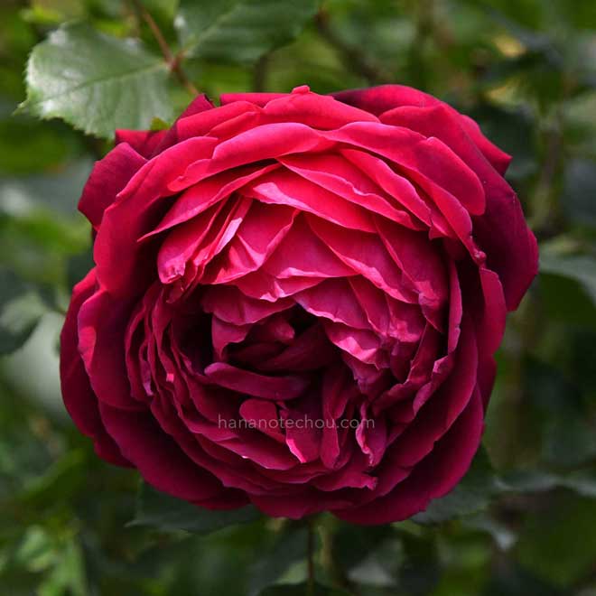 バラ エトワールドゥフランス｜花の手帖の薔薇図鑑