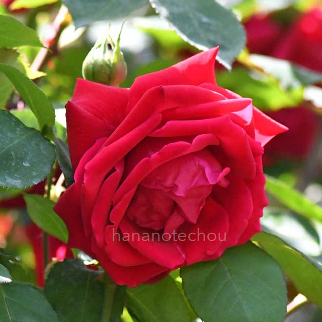 バラ つる エトワール ドゥ オランド｜花の手帖の薔薇図鑑