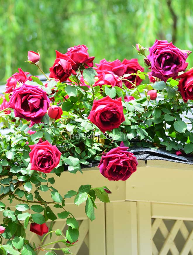 バラ つる エトワール ドゥ オランド｜花の手帖の薔薇図鑑