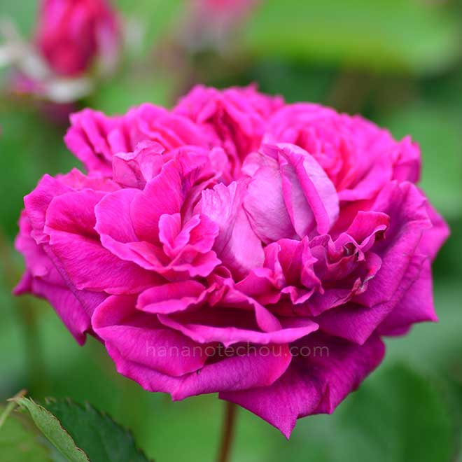 バラ アージン デ ボルネア｜花の手帖の薔薇図鑑